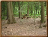 10.1 acre woodland property in Middletown Springs, Vermont